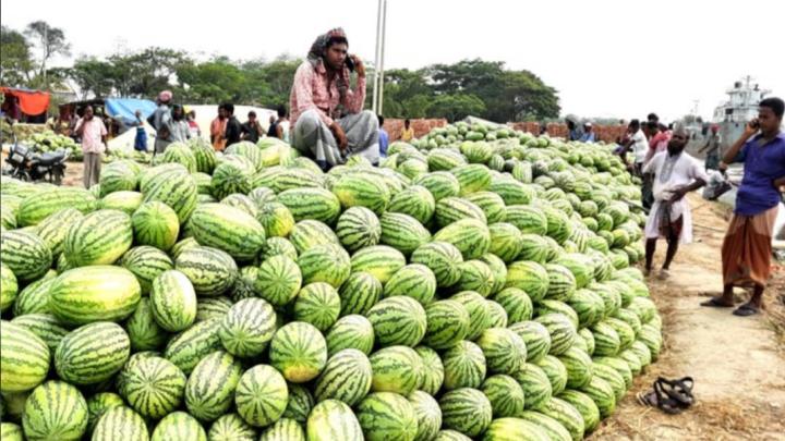 নাটোরে তরমুজ ৫ টাকা কেজি দরে বিক্রি হচ্ছে